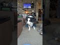 More impulse control games #dogs #dogtraining #positivereinforcementdogtraining