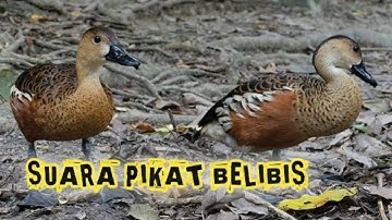 Suara Pikat Belibis Ampuh 100%