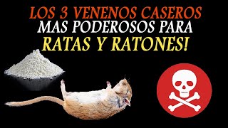 Los tres venenos caseros mas poderosos para Ratas y Ratones ¡¡LOS MATA!!