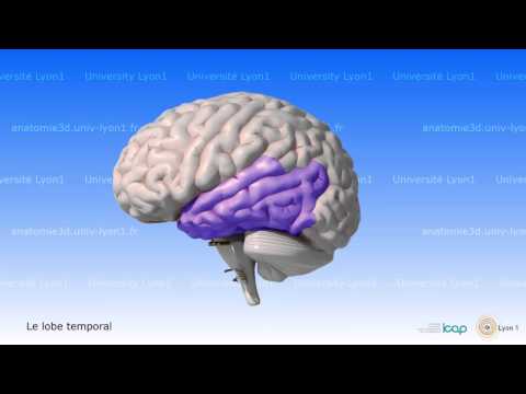 Vidéo: Anatomie, Diagramme Et Fonction Du Système Nerveux - Healthline