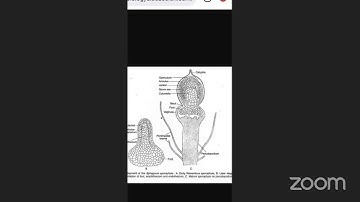 M.Sc BOTANY- I Year-Course - 2 : Biology and Diversity of Algae, Bryophyta and Pteridophyta