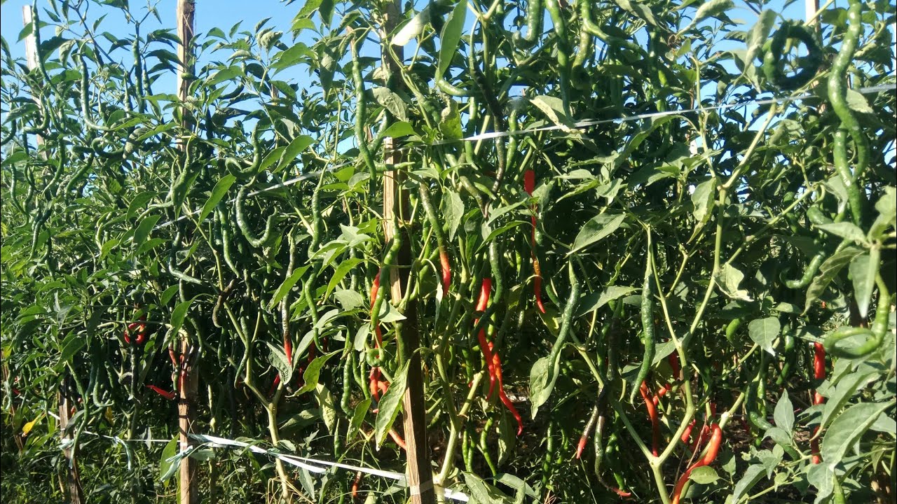 Easy Way To Grow Chilli Plant | Hot Pepper Farming - YouTube