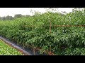 cabe merah keriting varietas cktav8 bintang asia,95 hst, 90% tahan virus gemini @DUNIA_PERTANIAN