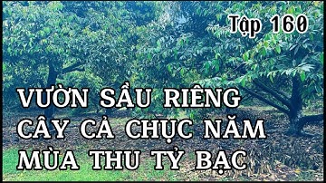 chú vĩnh cần nhượng lại vườn sầu riêng khủng tại BRVT để xoay sở công việc gia đình