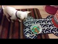 A SPECIAL DOG'S PRAYER