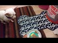 A SPECIAL DOG'S PRAYER