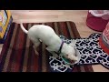 A SPECIAL DOG'S PRAYER