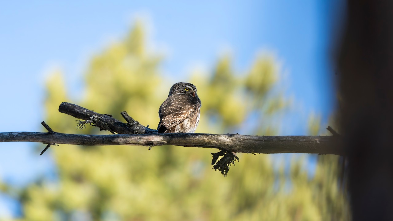 I finally caught my first Pygmy Owl!