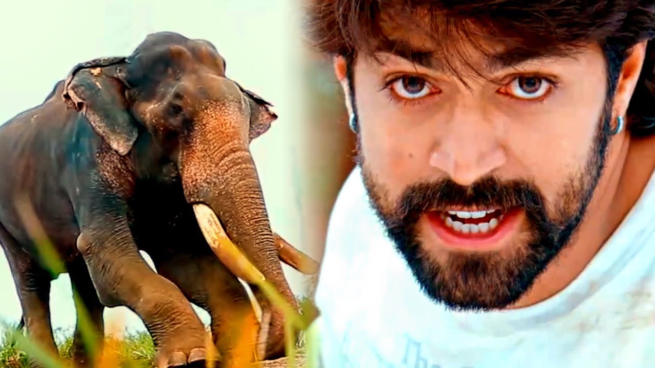 यश ने जंगली हाथी को अपने ऊँगली पे नचाया | साउथ फिल्म का ज़बरदस्त सीन