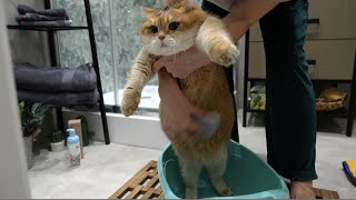 PurrrLo! It's Mooncat Waterless Cat Shampoo!
