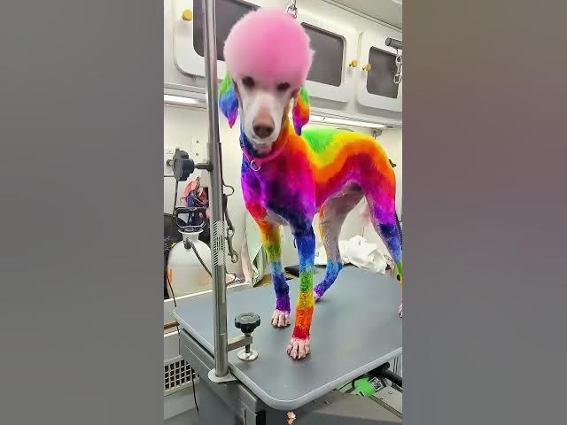 Dogs with Hair Goals… or Hair Fails? You Decide!