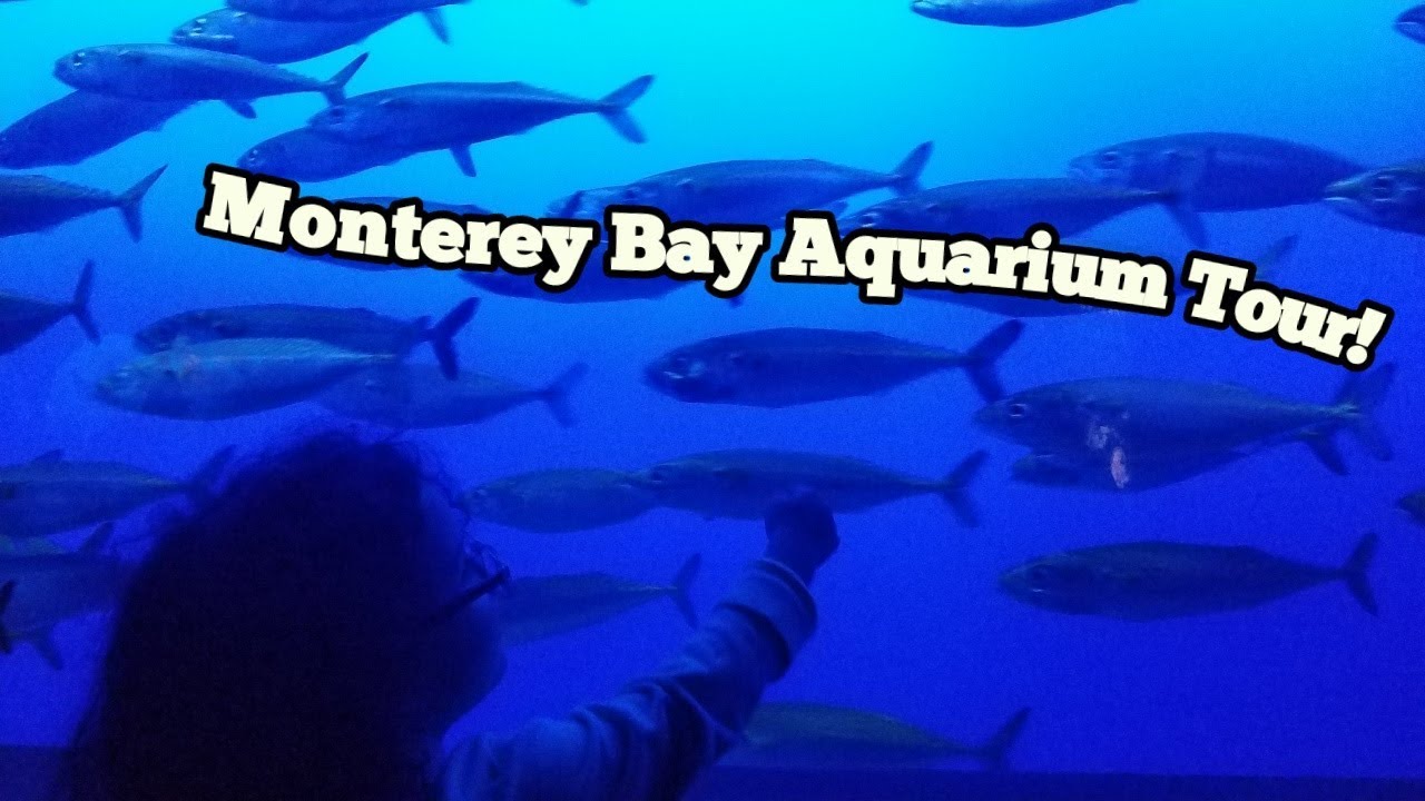 Monterey Bay Aquarium Kid Crawl Tour With Fish - YouTube