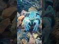 Crayfish fishtank #fishtank #shorts