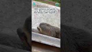 Sloth Loves To Say Hello || ViralHog