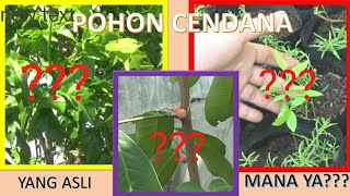 🔴FEATURES OF GENUINE VS FAKE SANDALWOOD PLANTS #sandalwood #santalumalbum