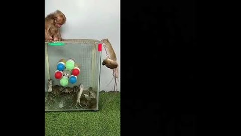 The little monkey grabbed the mouse and ran away #monkey #monkeyhouse #funny #cute #animals