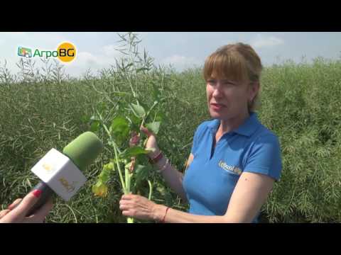 Видео: Как да отглеждаме магданоз в лятна вила