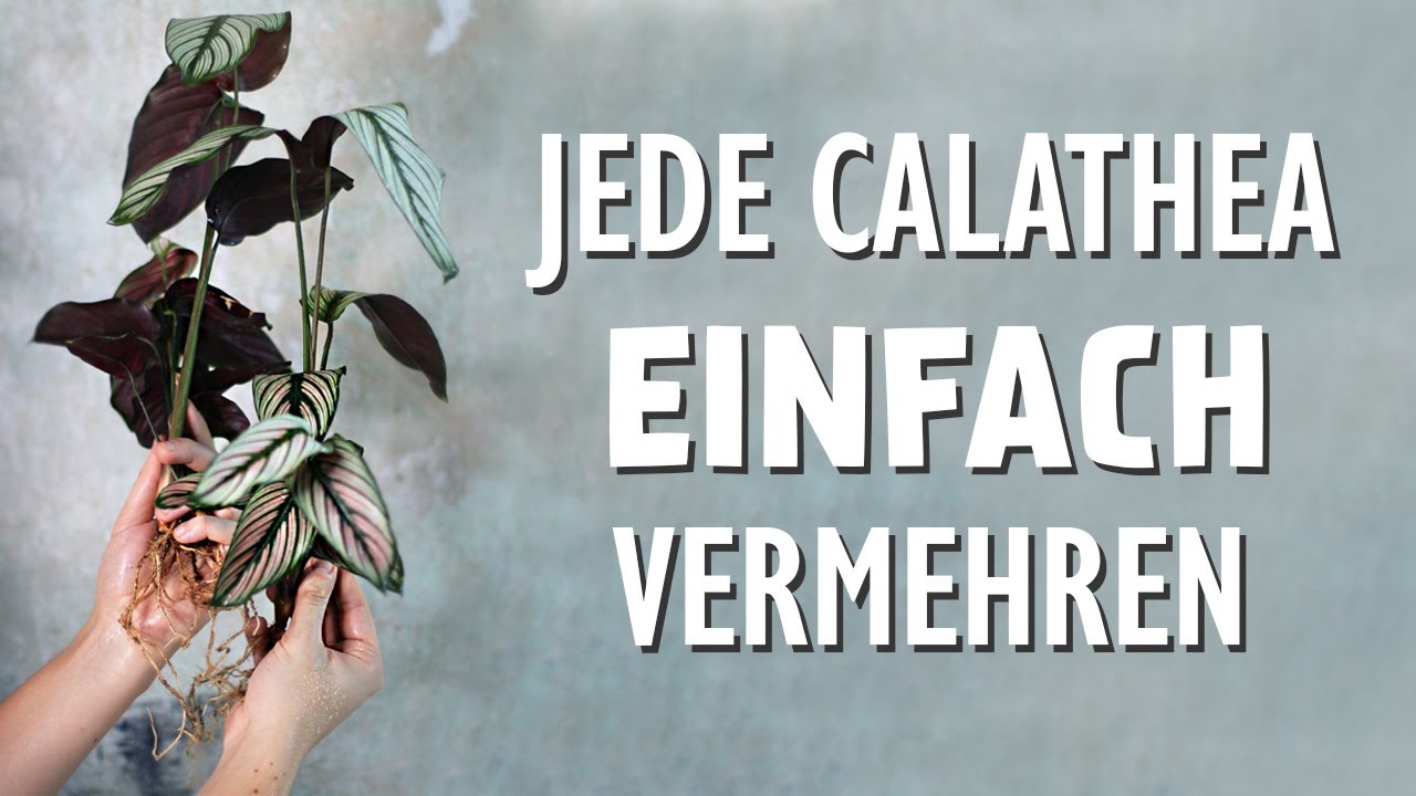 Calathea einfach vermehren: Schritt fr Schritt zur neuen Korbmarante