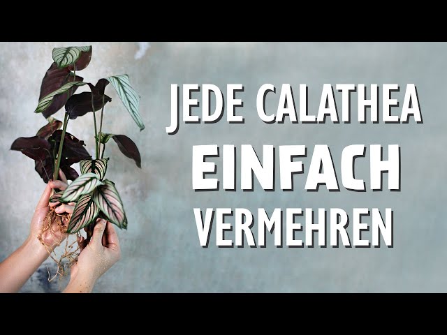 Calathea einfach vermehren: Schritt fr Schritt zur neuen Korbmarante -  YouTube