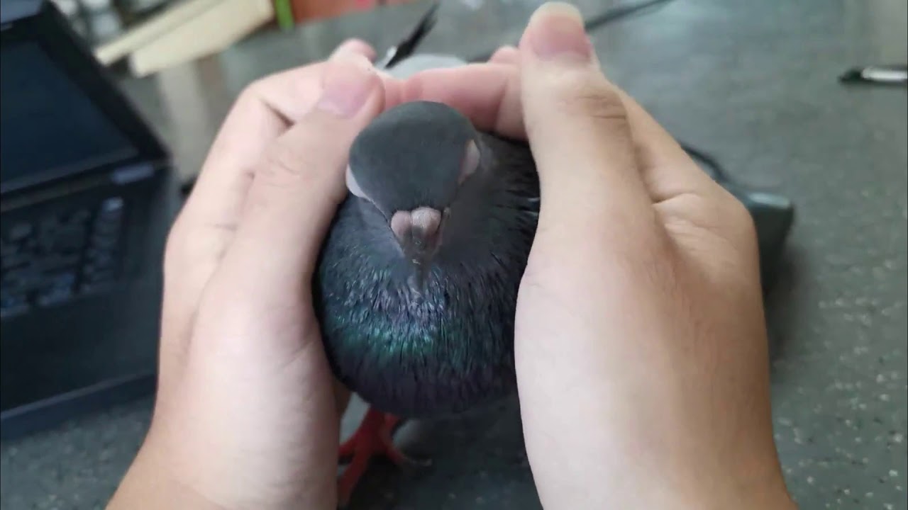 Friendly Pigeon Bird Pet