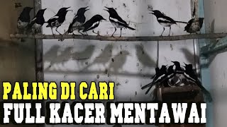 Paling banyak di cari kalau body bohay dan cepat ngefur alternatif cuma kacer MANTAWAI hanya di SINI