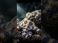 Sus colores te avisan antes de matarte #shorts  #naturaleza #animales