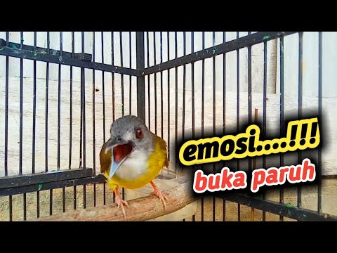 kapas kunyit emosi buka paruh, mbeset kasar