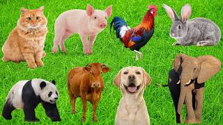 Farm Animal Food: Horses, Cows, Rabbits, Chickens, Dogs, Cats, Monkeys, Pigs, Pandas – Animal Sounds screenshot 5