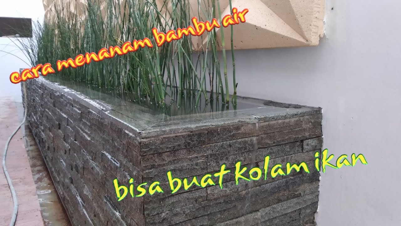 cara menanam bambu air dan menjadi kolam ikan 