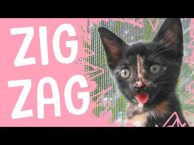 MEET ZIG ZAG - The Happiest Kitten Ever!
