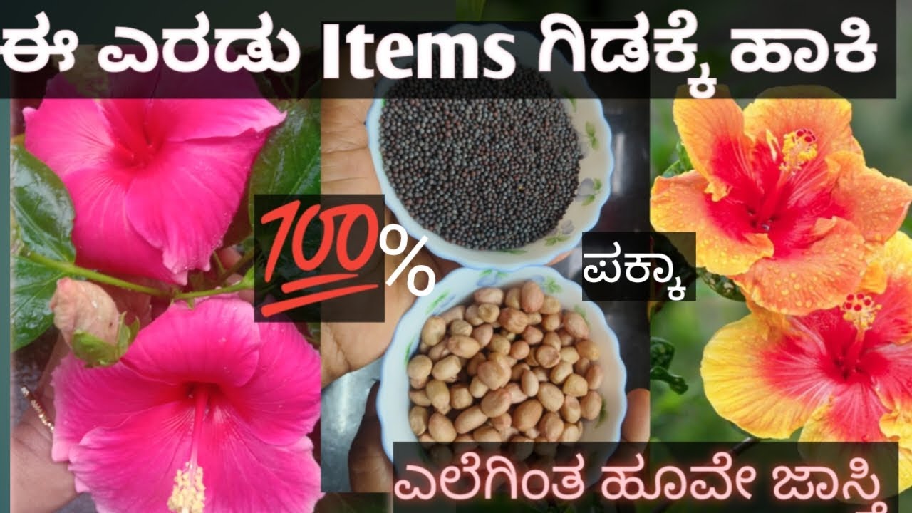 ದಾಸವಾಳ ಹೂ ಬರೋದಿಲ್ಲ.?🤔ಬಿಡಿ/ಈ 2 item ಹಾಕಿ/100% ಪಕ್ಕಾ #sanjanascreations #sanjanabhat
