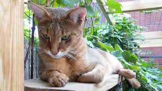 Observa al precioso gato Chausie - Watch the beautiful Chausie cat by GatosMiau 2,287 views 5 years ago 1 minute, 9 seconds