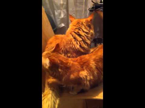 Maine Coon Funny Sexy Time Youtube