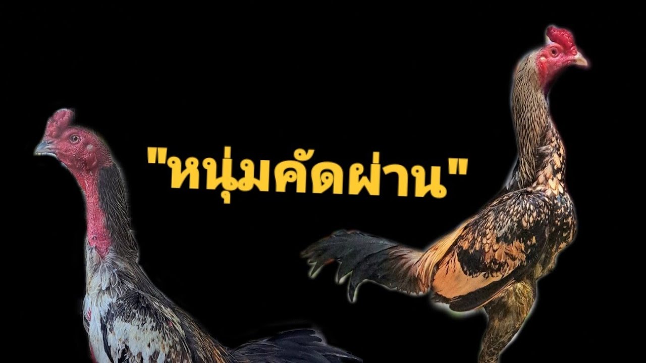 ไก่หนุ่มคัดผ่าน | บ้านสวนทรัพย์สิริ
