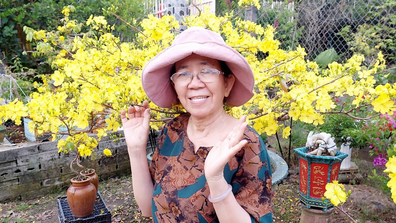 🌺Mùng Sáu Tết Hoa Mai Vẩn còn Đẹp quá 