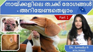 Dog Skin Infection (Part 1) - All you need to Know | Prevent Skin Infection | Smelly Dog