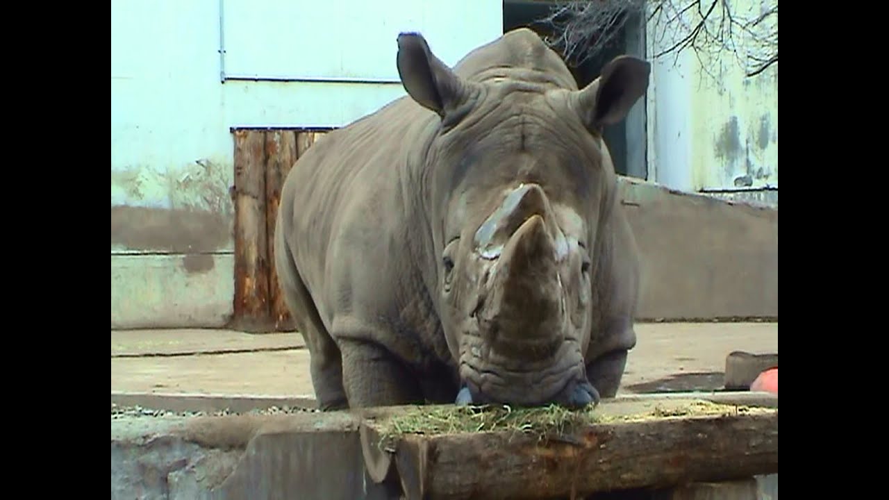 サイのもぐもぐタイム 旭山動物園 Meal Time Of Southern White Rhinoceros Youtube サイのもぐもぐタイム 旭山動物園 Meal Time Of Southern White Rhinoceros Youtube