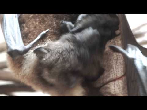 Orii Flying Fox Immediately After Birth 出産直後のオリイオオコウモリ Youtube