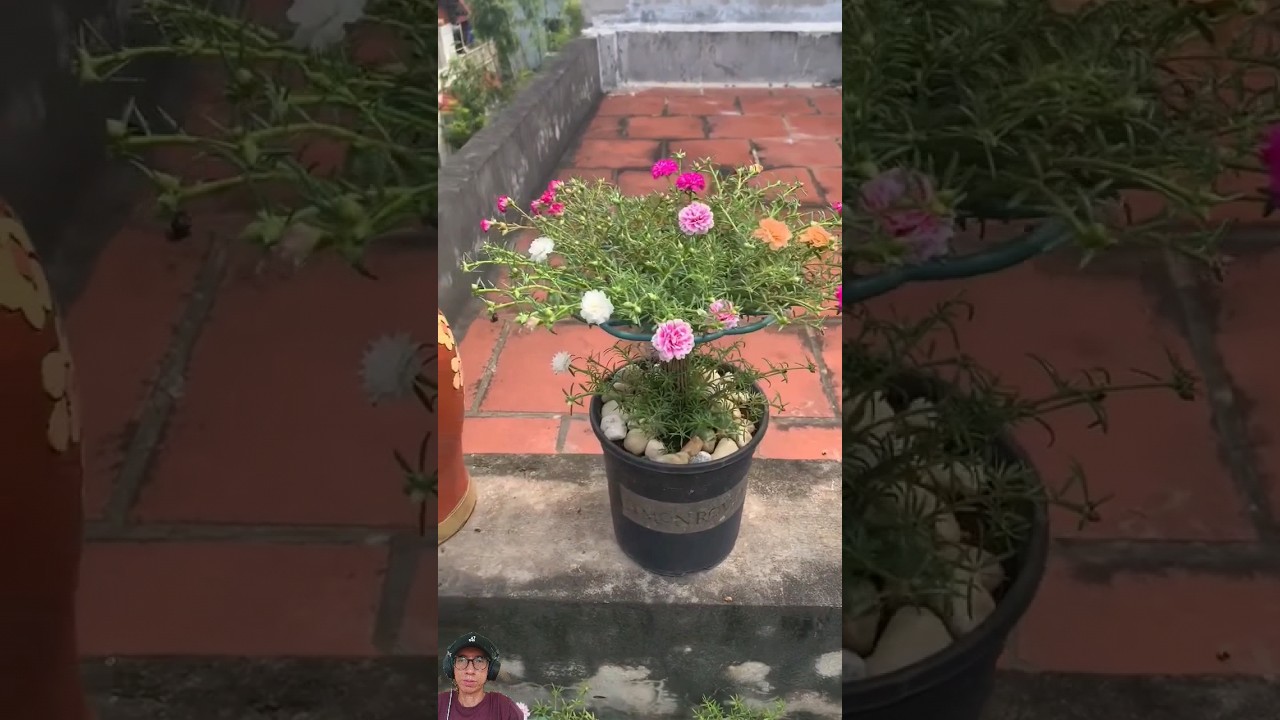 Cara tanam bunga pukul sembilan 