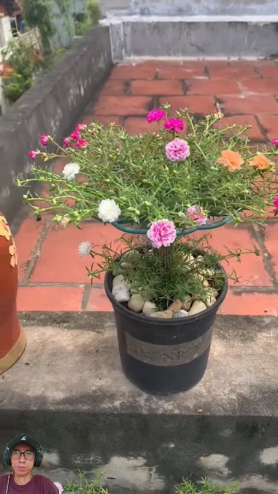 Cara tanam bunga pukul sembilan #krokotmawar #rosemoss #Portulacagrandiflora #flowergarden