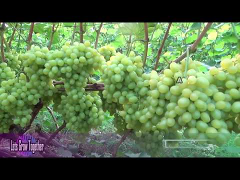 Video: Daria anggur: deskripsi varietas (foto)