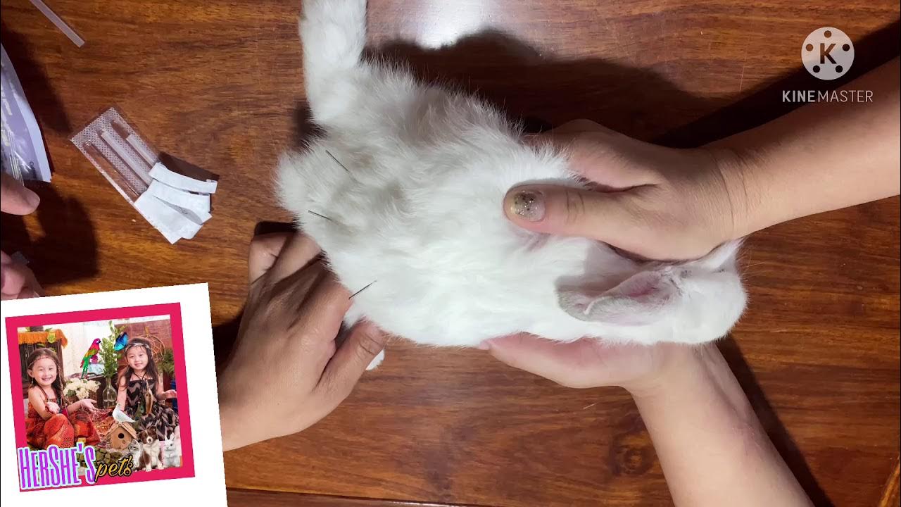 What causes splayed legs in Rabbits..we tried accupuncture as treatment