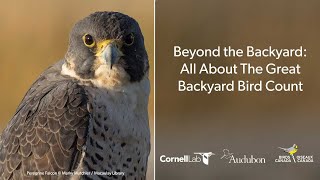 Beyond the Backyard: All About the Great Backyard Bird Count