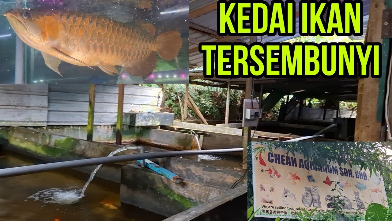 KEDAI IKAN TERSEMBUNYI DI BELAKANG ZOO NEGARA! FARM ATAU KEDAI NI?