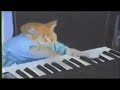 the cat plays the piano 10 hours | кот играет на пианино 10 часов| Keyboard Cat