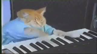 the cat plays the piano 10 hours | кот играет на пианино 10 часов| Keyboard Cat