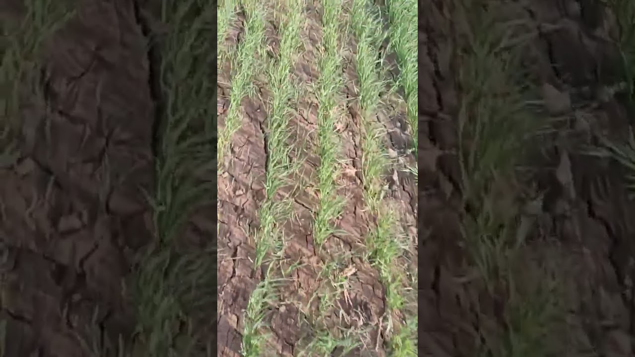 Dbw 359 gehu new dbw 359 गेहूं बेस्ट गेहूं मध्य प्रदेश 9203863558 