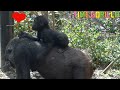 【ゴリラ ASMR】キンタロウ「お母さんの背中が一番好き♥」【gorilla 京都市動物園】Kintaro "I like my mother's back best"