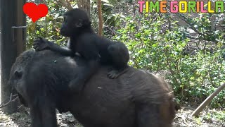 【ゴリラ ASMR】キンタロウ「お母さんの背中が一番好き♥」【gorilla 京都市動物園】Kintaro "I like my mother's back best"