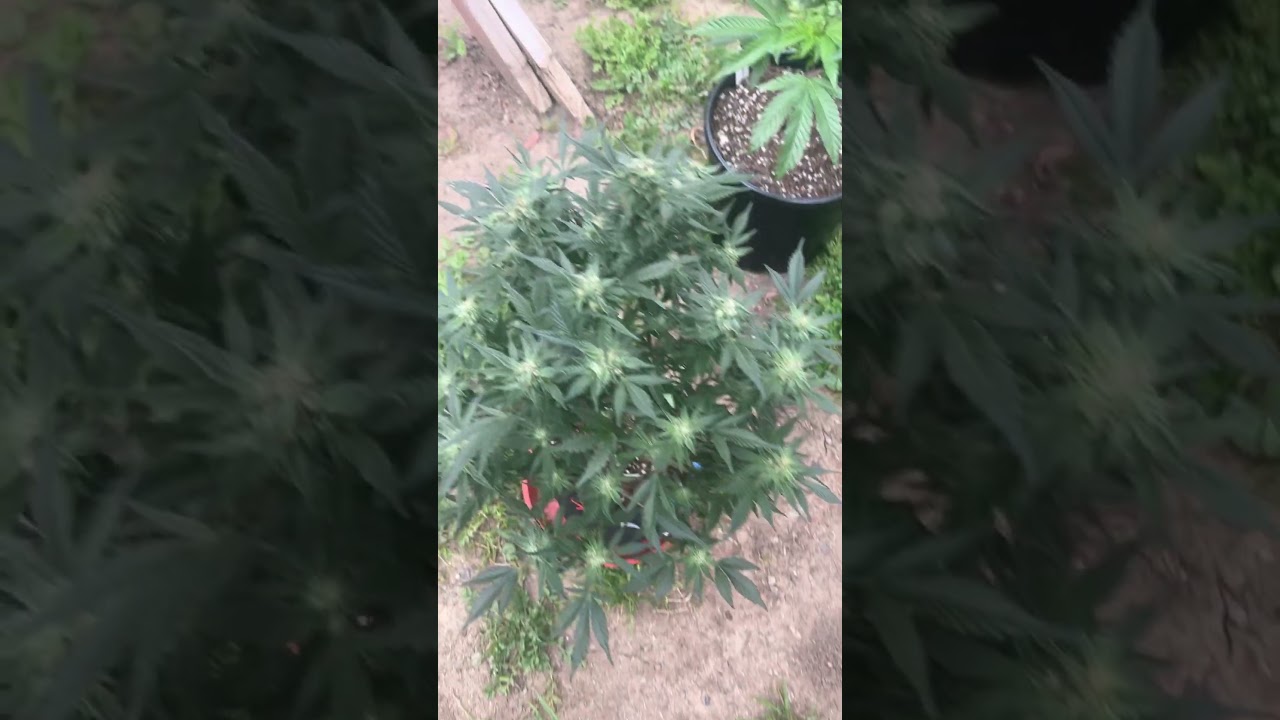 Grandmommy purple by herbies seeds 